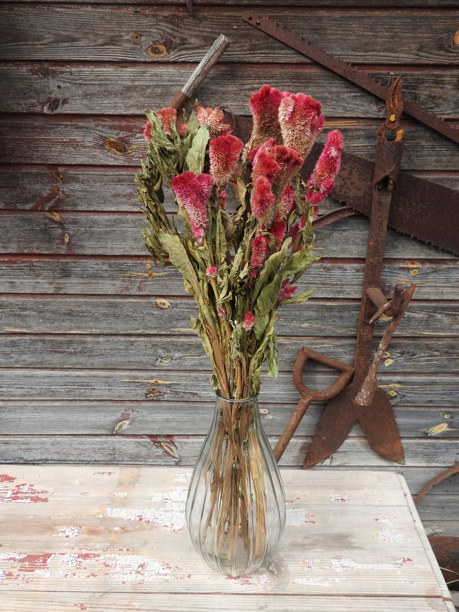 Celosia - natúr - Image 3