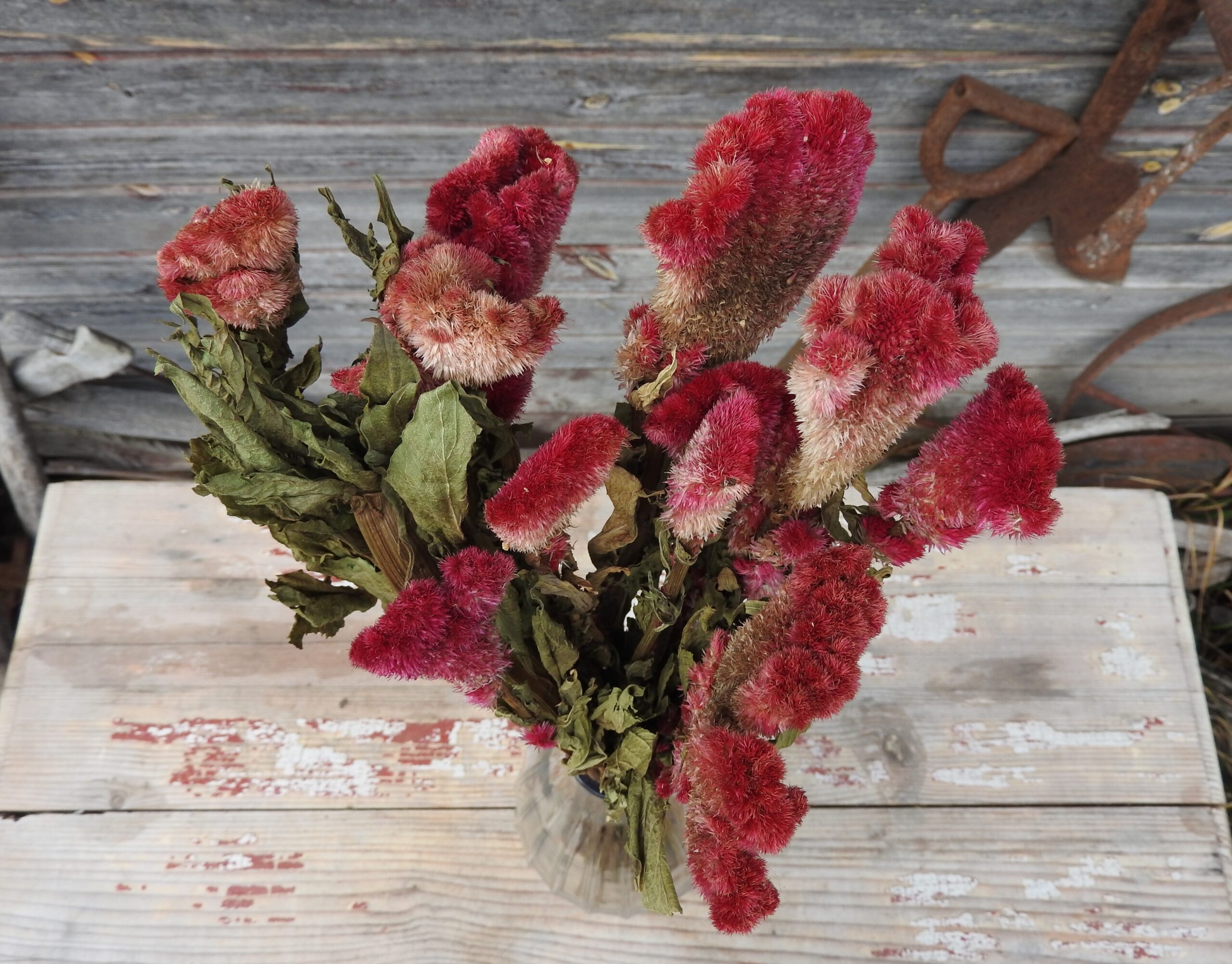 Celosia - natúr - Image 2