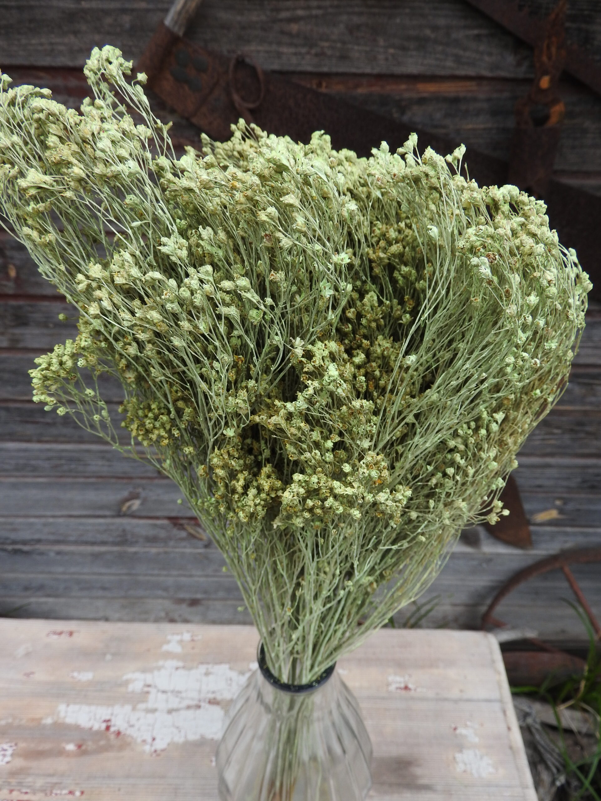 Broom bloom - világos zöld