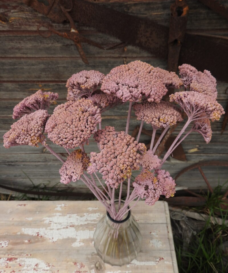 Achillea - mályva
