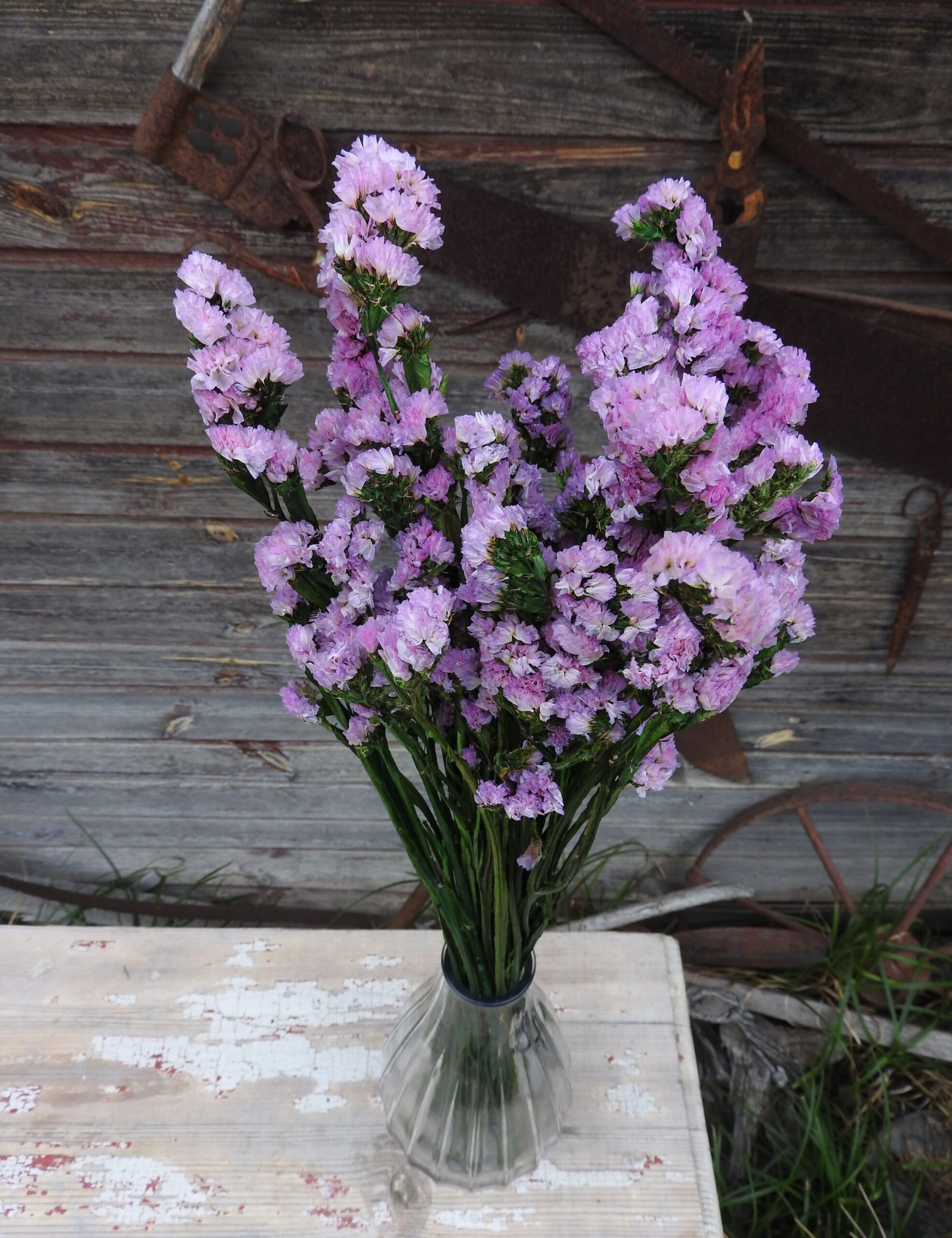 Sóvirág - Limonium (tartósított) - rózsaszín - Image 3