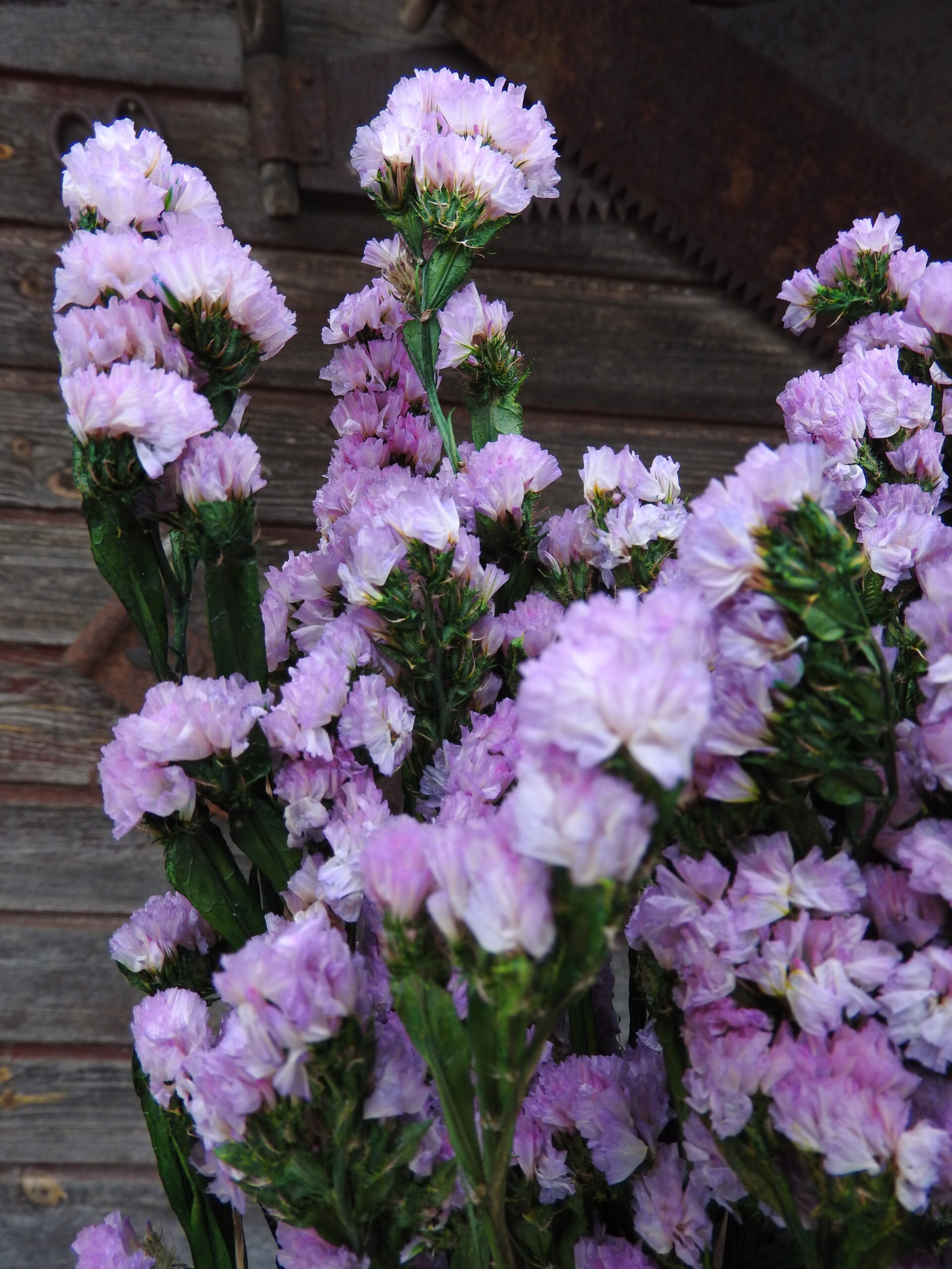 Sóvirág - Limonium (tartósított) - rózsaszín - Image 4