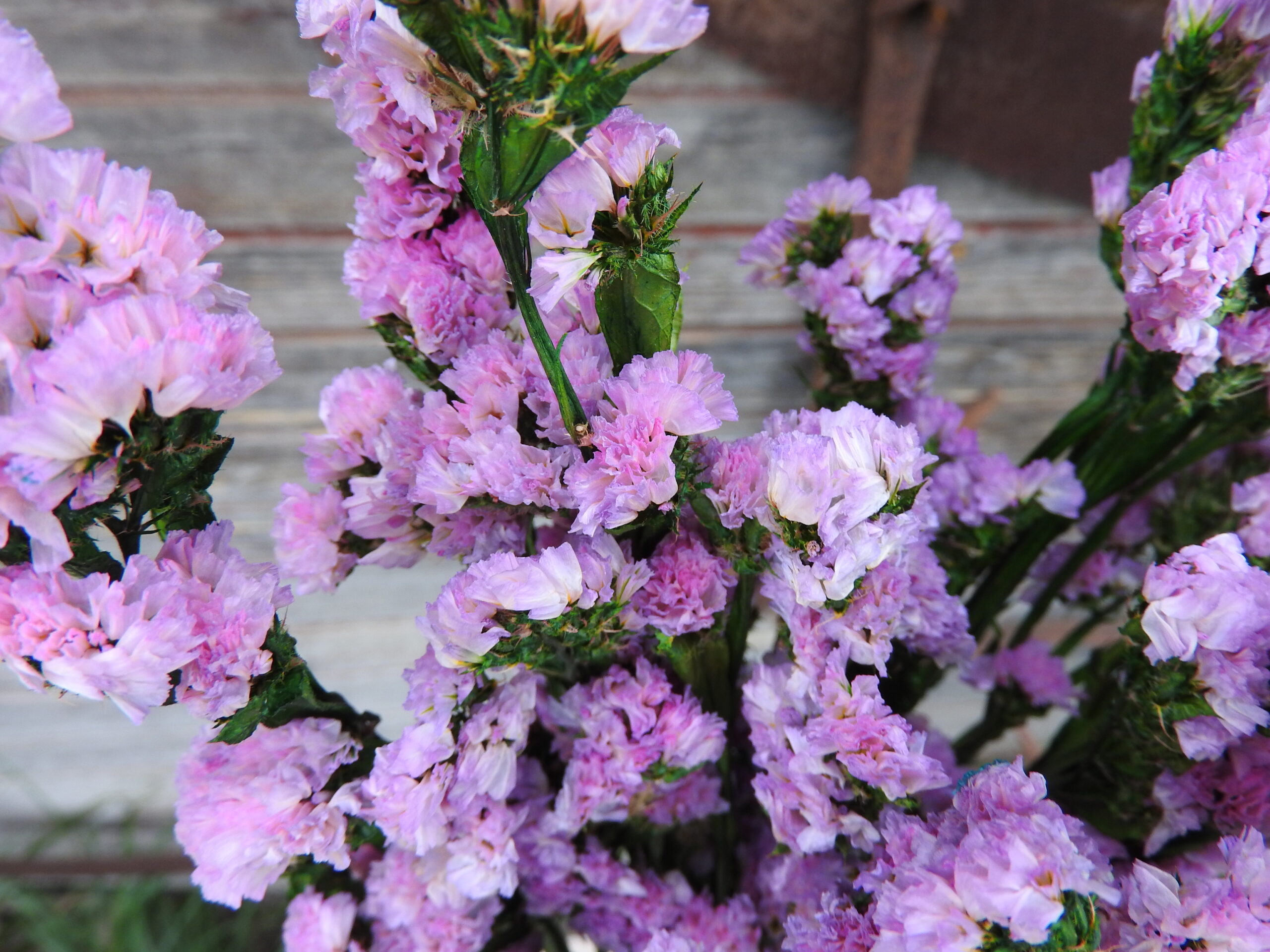 Sóvirág - Limonium (tartósított) - rózsaszín - Image 2