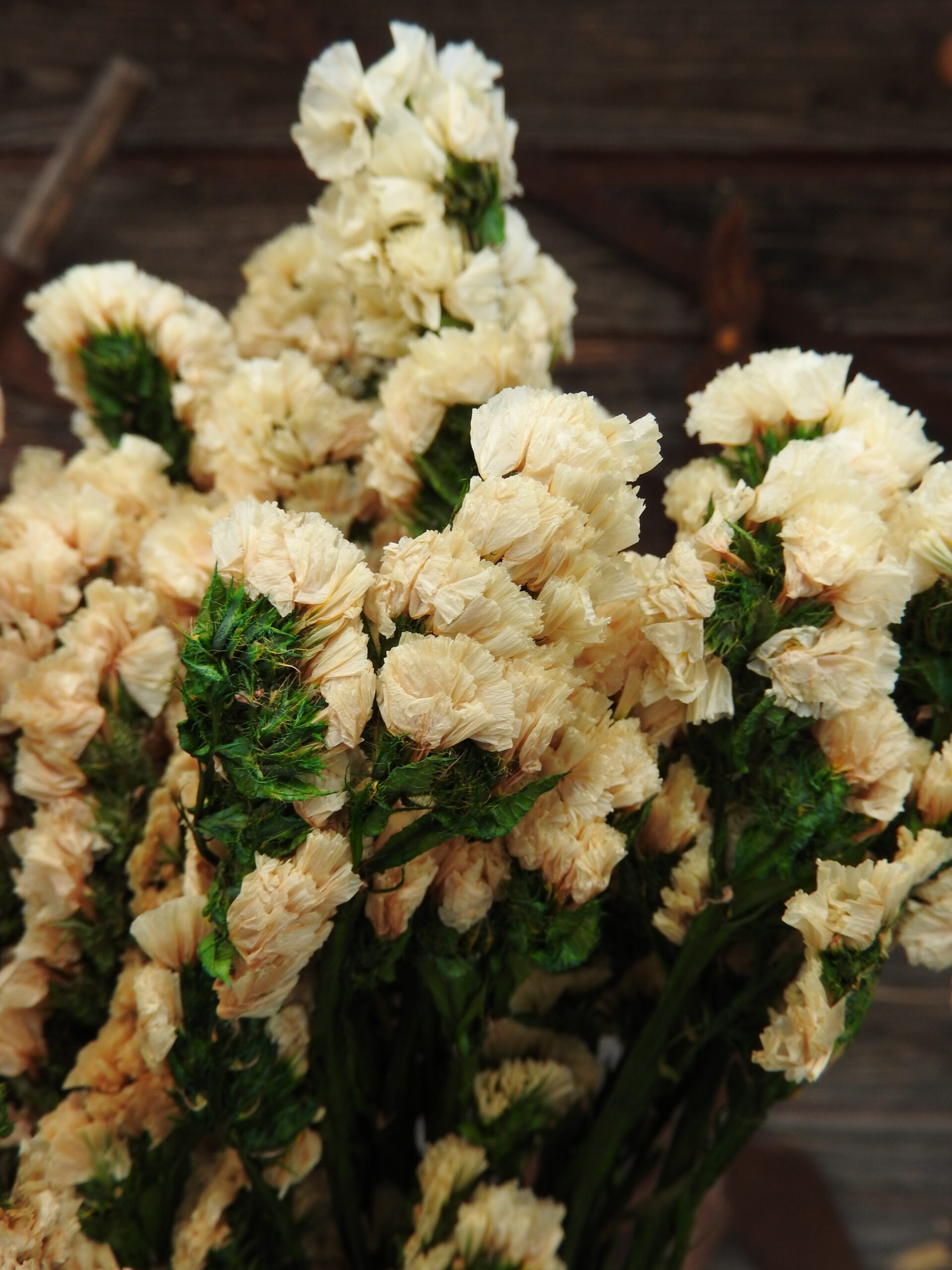 Sóvirág - Limonium (tartósított) - krém - Image 2