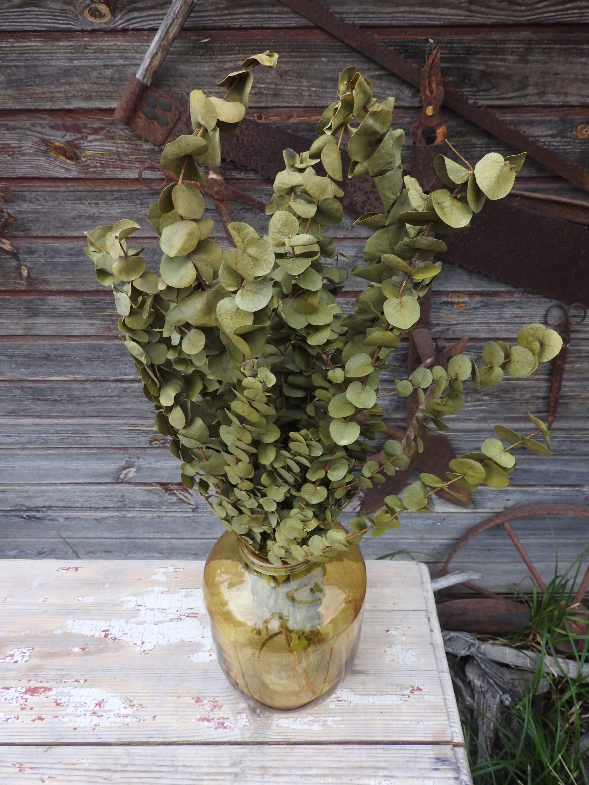 Eukalyptus (tartósított) - natúr - Image 3