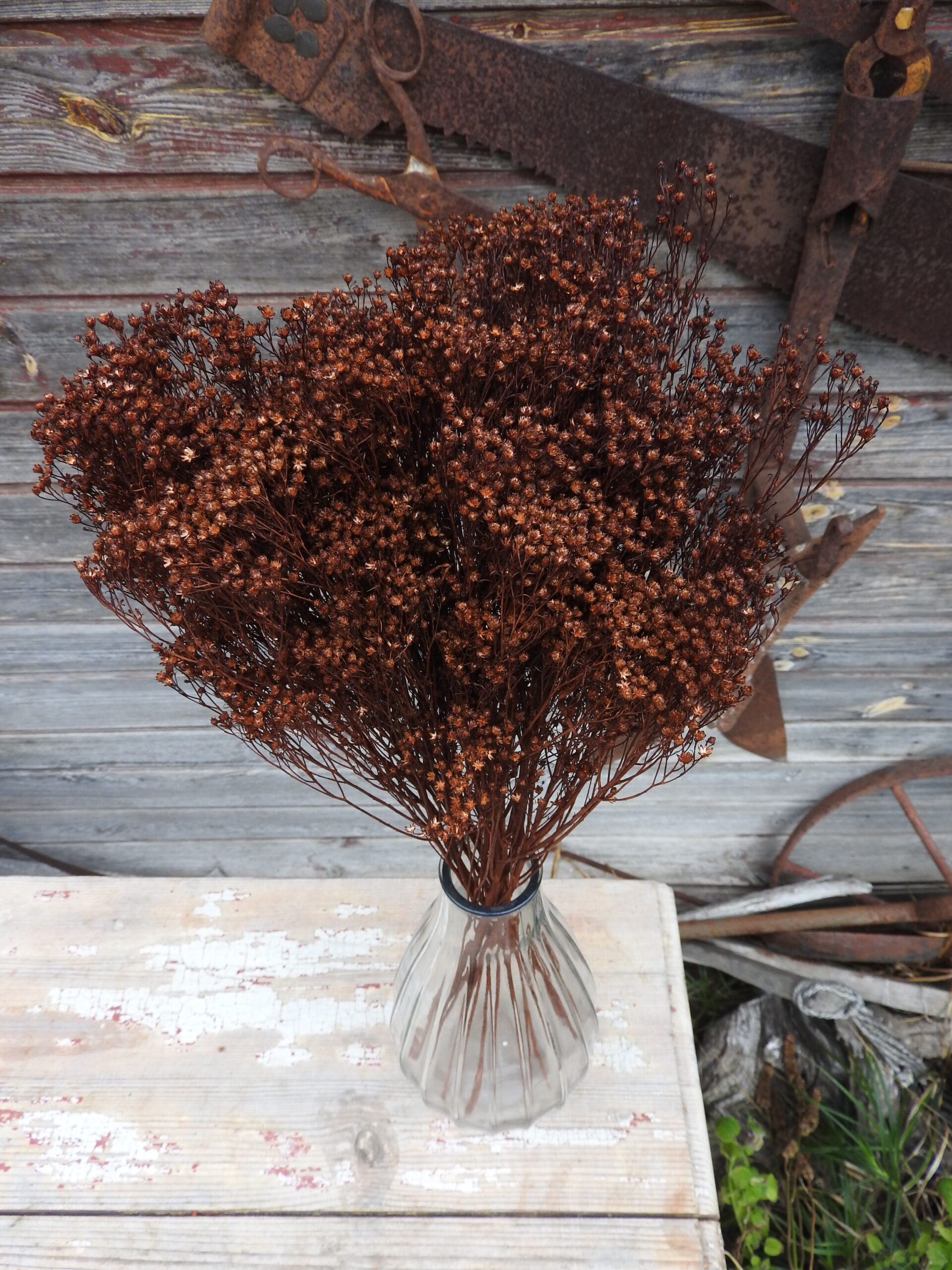 Broom bloom - barna