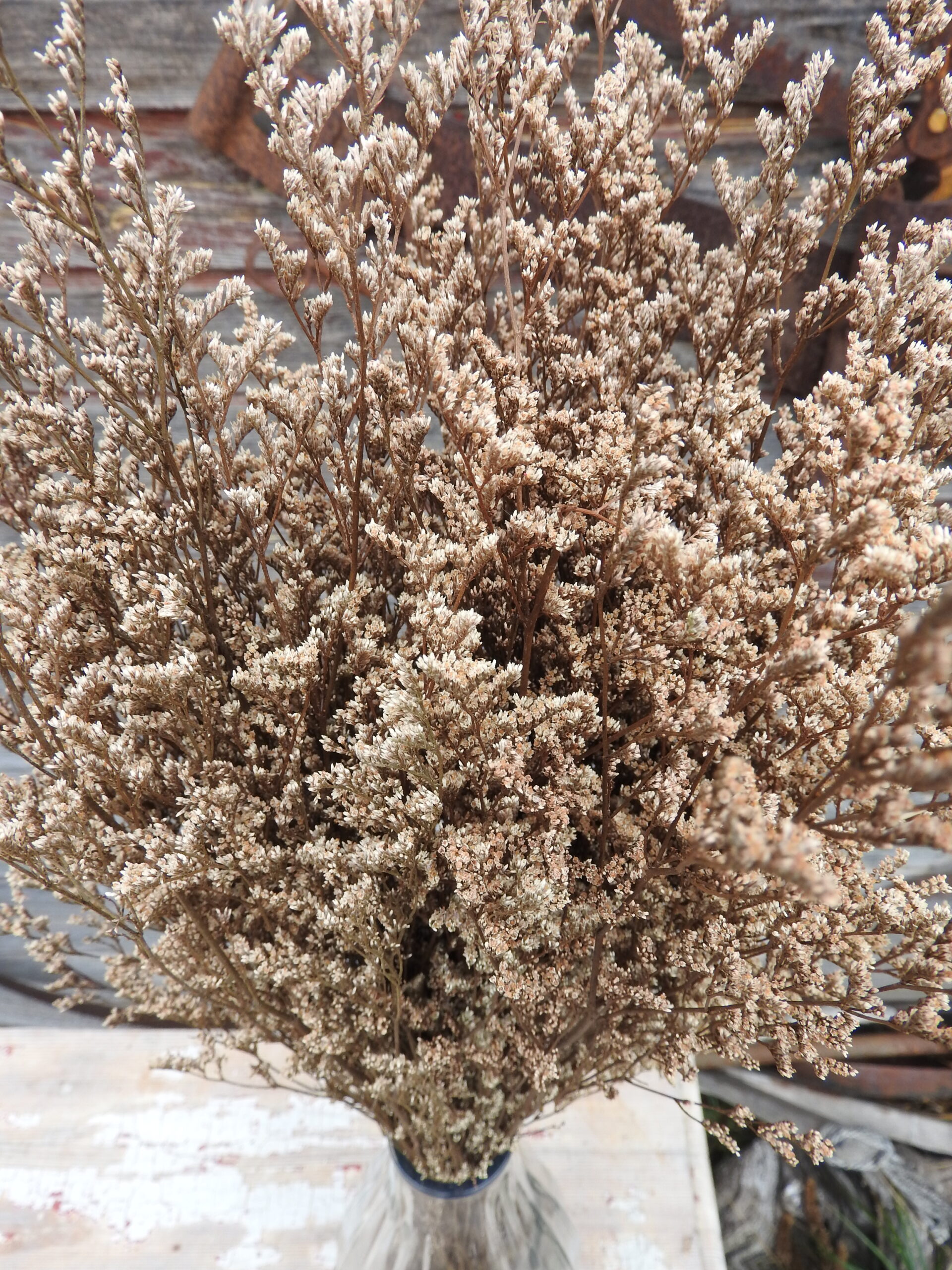 Sóvirág - Limonium L. (tartósított) - fehér - Image 2