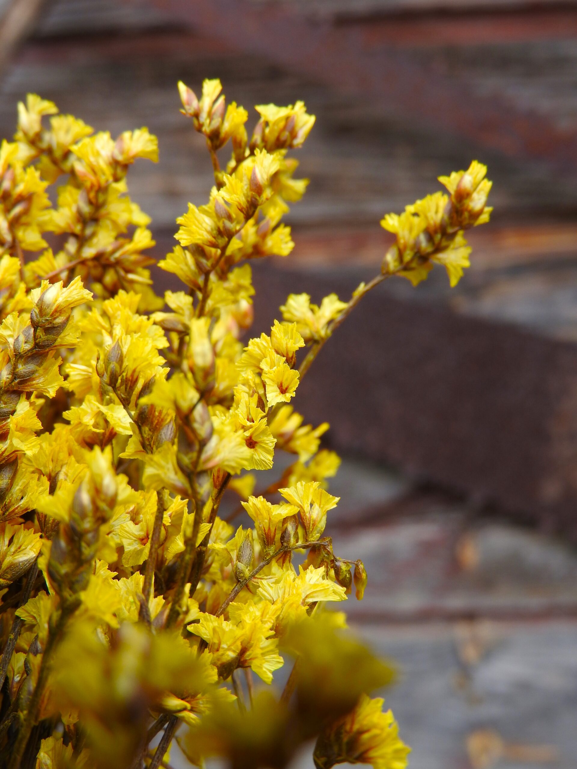 Sóvirág - Limonium S. (tartósított) - sárga - Image 2