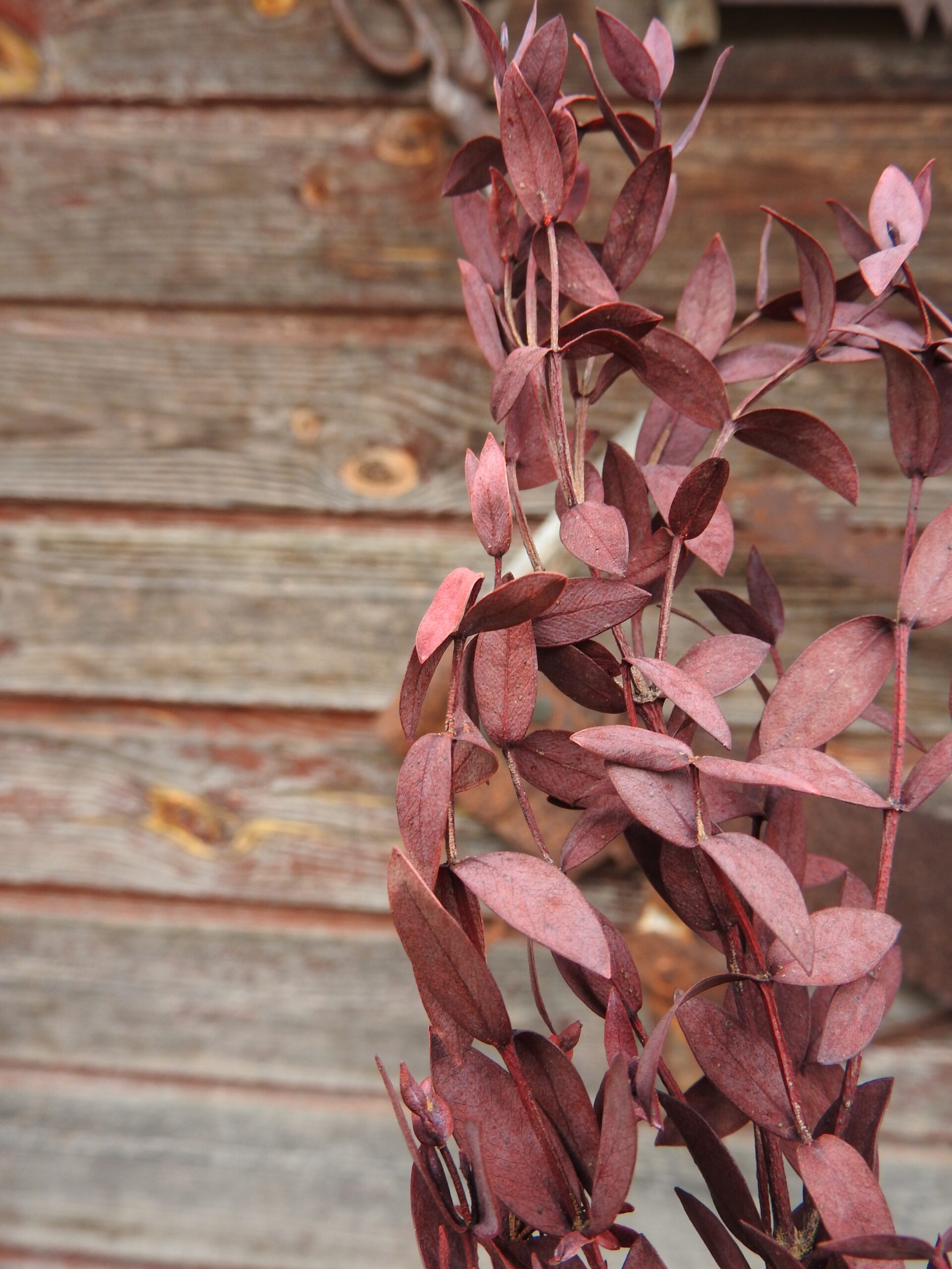 Eukalyptus (tartósított) - Parvifolia - bordó - Image 2