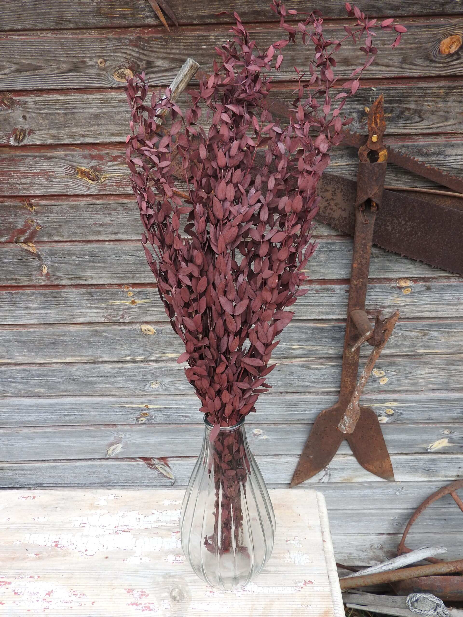 Eukalyptus (tartósított) - Parvifolia - bordó - Image 3