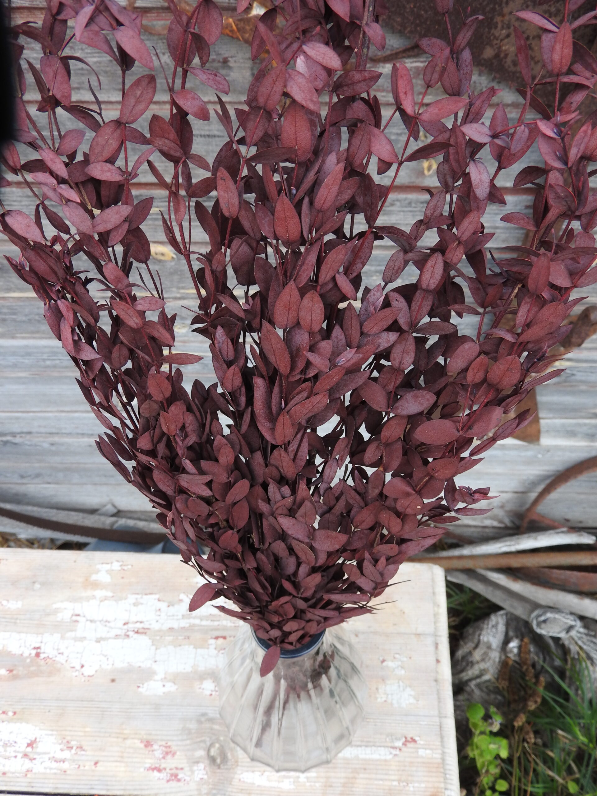 Eukalyptus (tartósított) - Parvifolia - bordó
